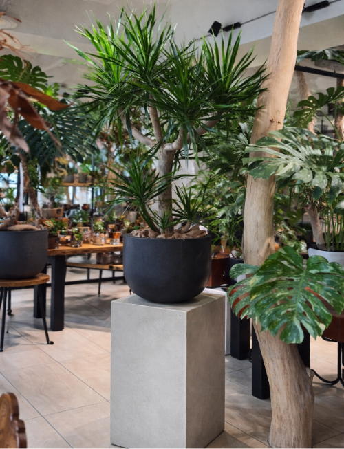 コンクリート調 展示テーブル 2721