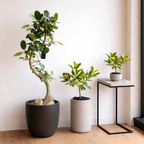 モールテックス台に植物を飾るディスプレイ・ナチュラル空間