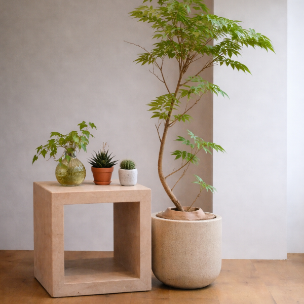 モールテックステーブルの使用シーン・植物ディスプレイ